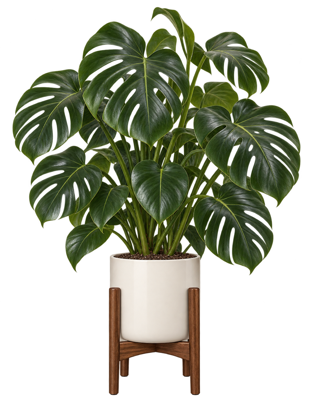 Monstera in an ivory planter on a walnut stand